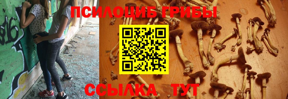 Галлюциногенные грибы Psilocybe  Псилоцибиновые грибы мицелий  Людиново 